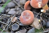 Lactifluus hygrophoroides image