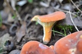 Lactifluus hygrophoroides image