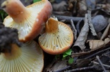 Lactifluus hygrophoroides image