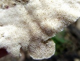 Trametes gibbosa image