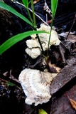 Trametes gibbosa image