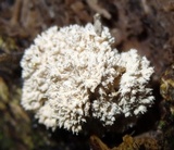 Xylaria cubensis image
