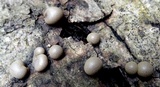 Lycogala epidendrum image