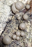 Lycogala epidendrum image