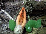 Pseudocolus fusiformis image