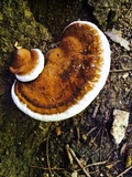Ganoderma lobatum image