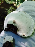 Ganoderma lobatum image