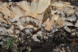 Meripilus sumstinei image