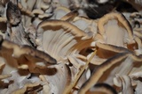 Meripilus sumstinei image