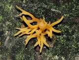 Calocera cornea image