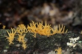 Calocera cornea image