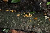 Calocera cornea image