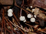 Marasmius capillaris image