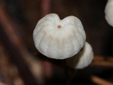Marasmius capillaris image