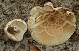 Russula compacta image