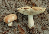 Russula compacta image