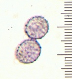 Russula compacta image