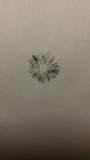 Panaeolus cinctulus image