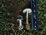 Amanita sect. Vaginatae image