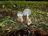 Amanita sect. Vaginatae image