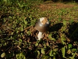 Amanita sect. Vaginatae image