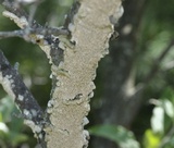 Irpex lacteus image
