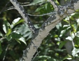 Irpex lacteus image