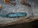 Chlorociboria aeruginascens image