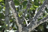 Irpex lacteus image