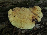 Piptoporus quercinus image