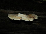 Piptoporus quercinus image