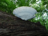 Piptoporus quercinus image