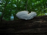 Piptoporus quercinus image