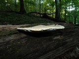 Piptoporus quercinus image