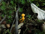 Cantharellus minor image