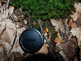 Cantharellus minor image