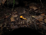 Cantharellus minor image