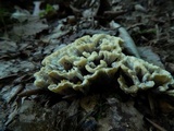 Thelephora vialis image