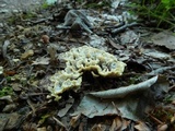 Thelephora vialis image