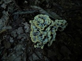 Thelephora vialis image