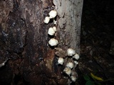 Coprinopsis variegata image