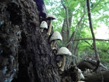Coprinopsis variegata image