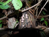 Lycogala epidendrum image