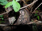 Lycogala epidendrum image