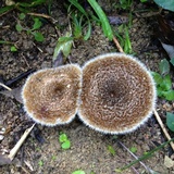 Lentinus berteroi image