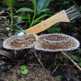 Lentinus berteroi image
