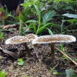 Lentinus berteroi image