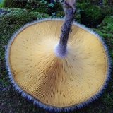 Lentinus berteroi image