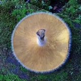 Lentinus berteroi image