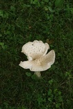 Amanita velatipes image
